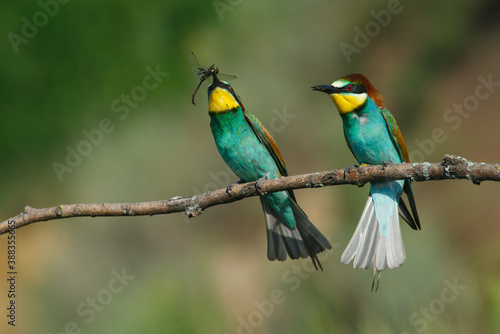 two Golden bee eater sitting on a branch on a green background