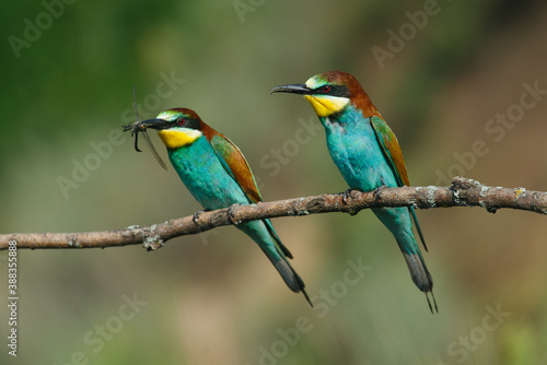 two Golden bee eater sitting on a branch on a green background © Aleksei Zakharov