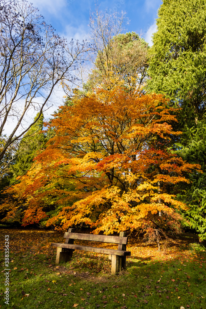 Wooden bench in the autumn