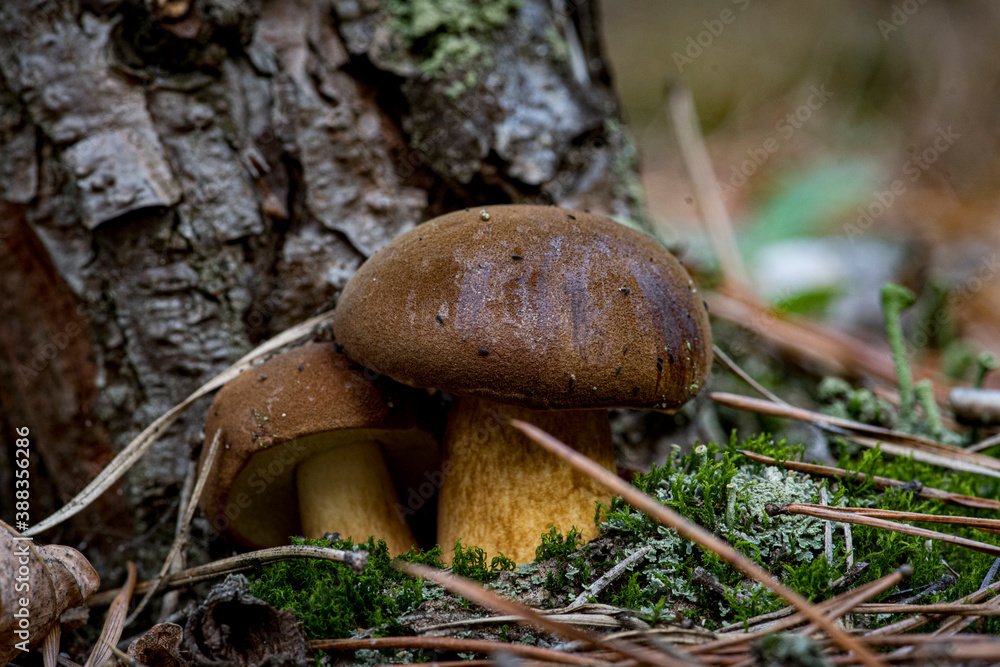 Closeup of forest autumn edible mushrooms. Gathering brown mushrooms. Brown mushrooms macro photo. Forest and moss photo close up, forest background. Fall. Fallen leaves and edible mushrooms. Closeup of forest autumn edible mushrooms. Gathering brown mushrooms. Brown mushrooms macro photo. Forest and moss photo close up, forest background. Fall. Fallen leaves and edible mushrooms.