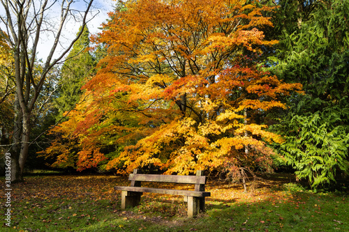 Wooden bench in the autumn