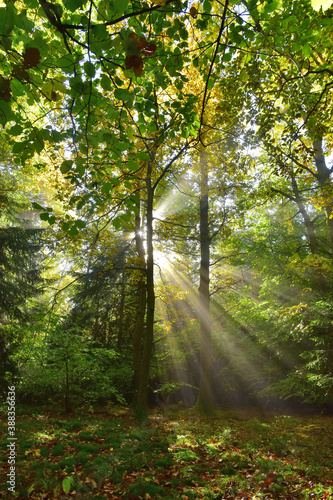 Sunlight nature light in the forest trees