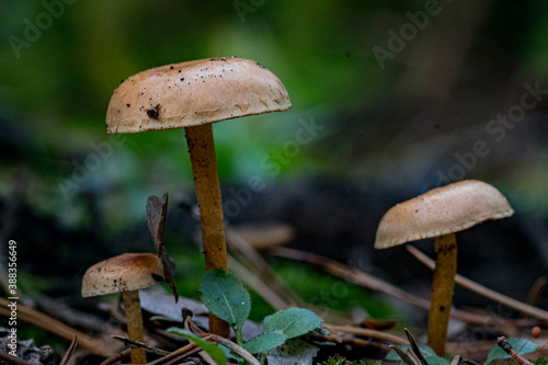 Beautiful closeup(macro) of forest autumn mushrooms. Gathering mushrooms. Mushrooms macro photo. Forest and moss photo close up, forest background. Fall. Fallen leaves and mushrooms.