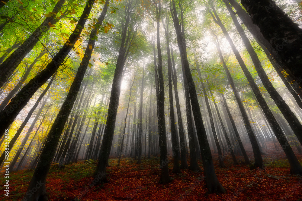 Obraz premium It's autumn time. Autumn colors. Spectacular autumn scenery.