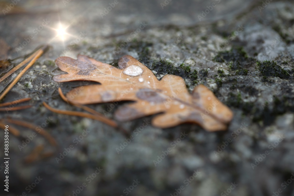 Oak leaf with water drops on gray stone