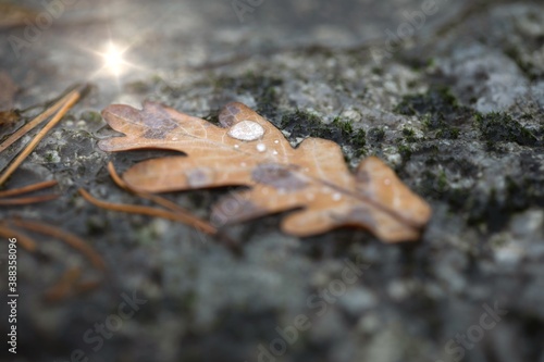Oak leaf with water drops on gray stone