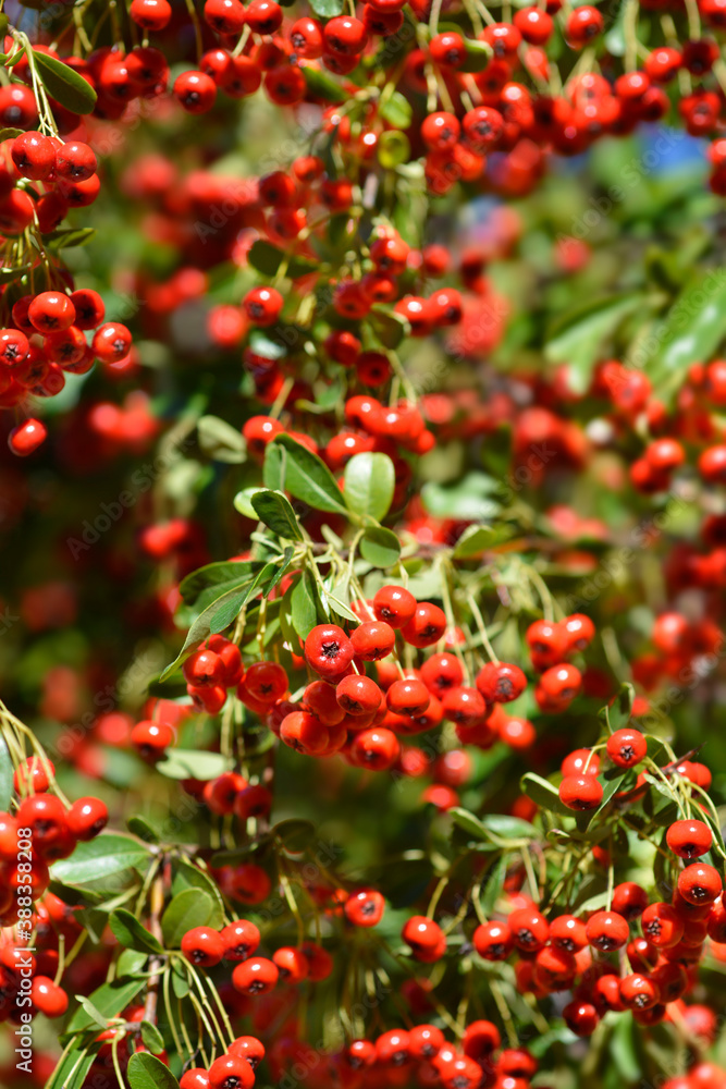 Narrow-leaf Firethorn