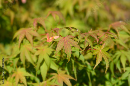 Japanese Maple