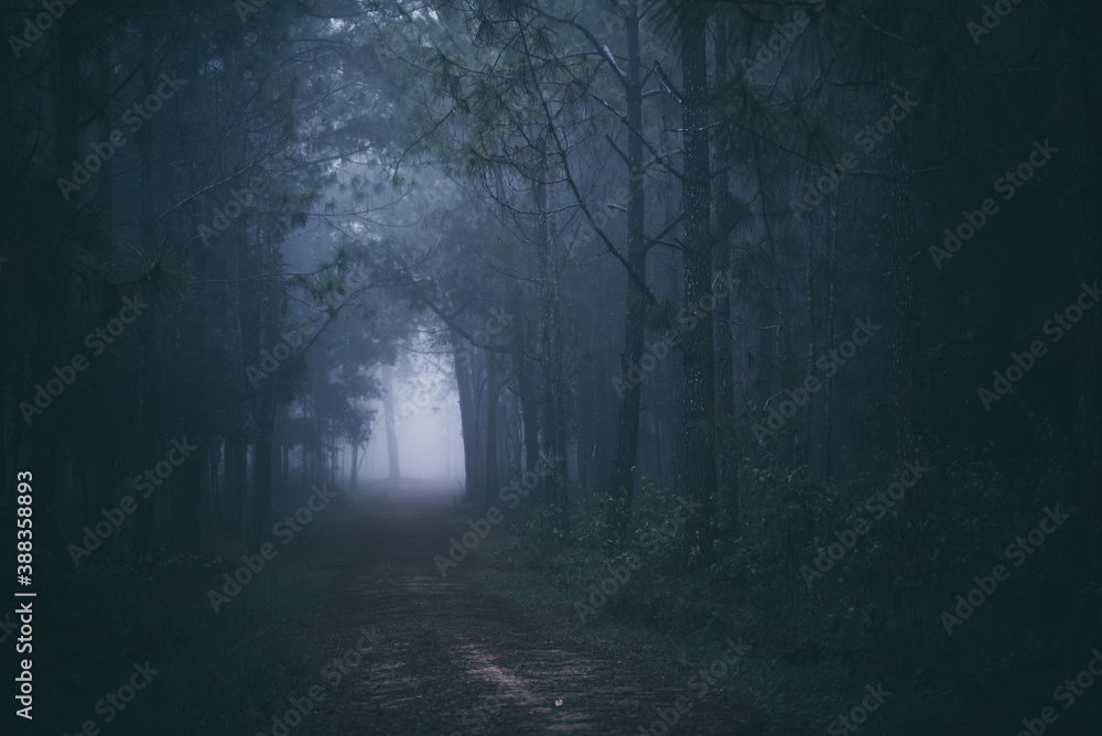 tropical pine evergreen forest with fog and mist, Phu Kradueng National Park, Thailand tropical pine evergreen forest with fog and mist, Phu Kradueng National Park, Thailand