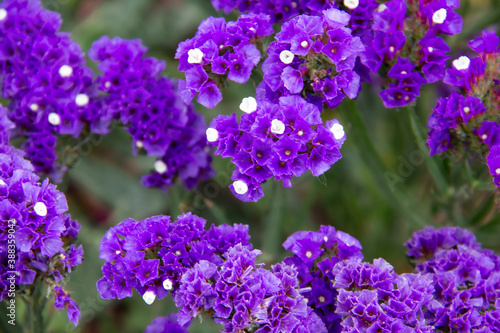 Beautiful flowers of Statice or Limonium sinuatum or Wavyleaf sea lavender. Small flowers with white and violet color.