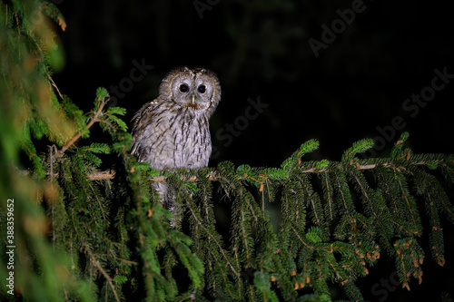 Tawny owl perched on spruce tree in night