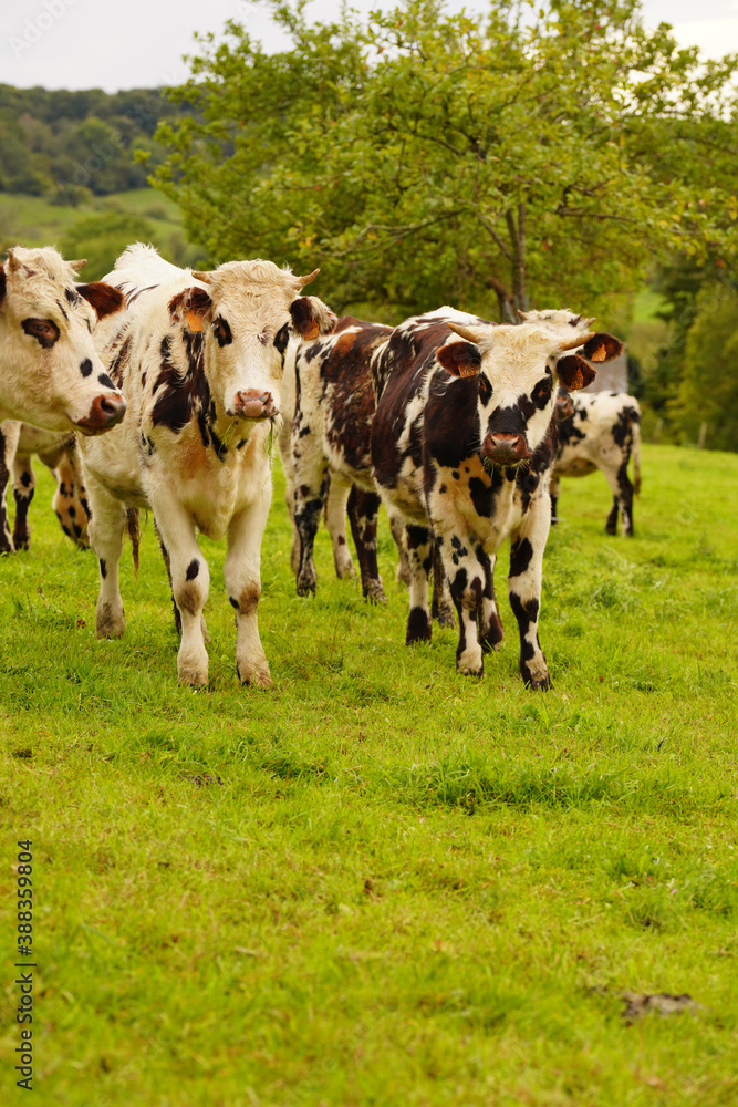 Animal ferme vache 476 Animal ferme vache 476