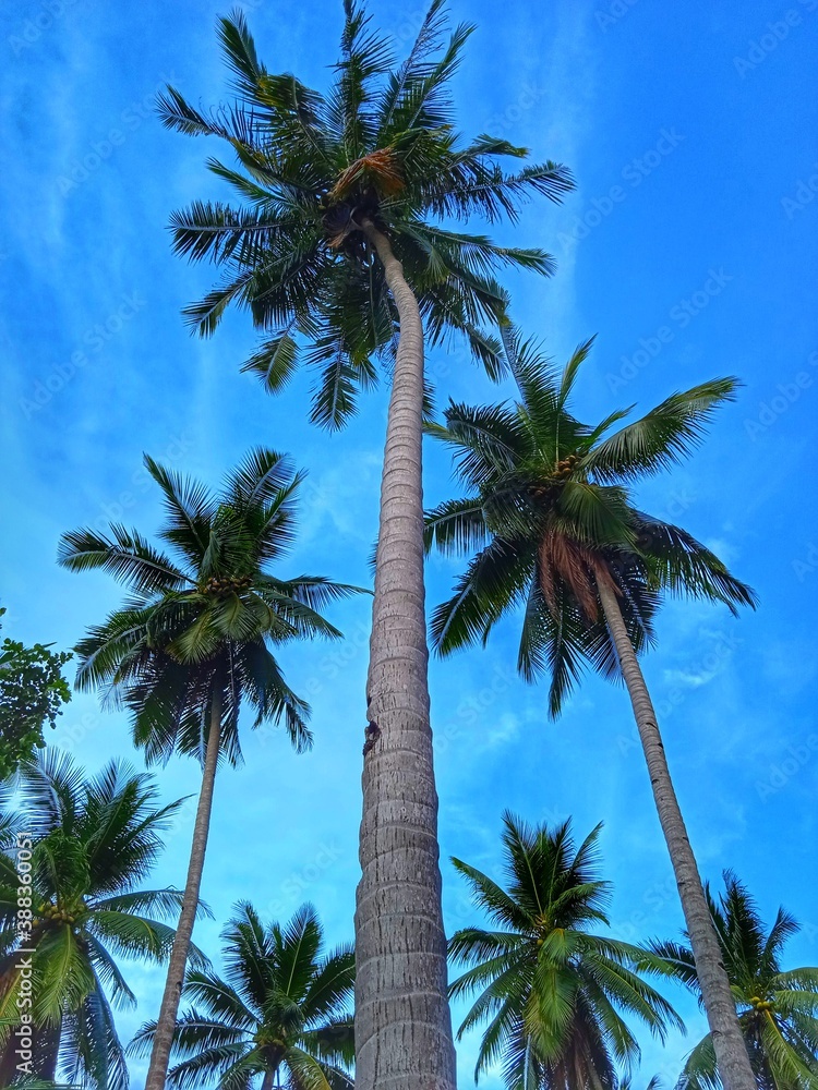 Obraz premium palm trees against sky