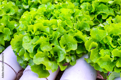 Salad vegetables from the garden to release toxins. photo