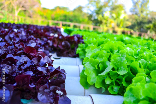 Salad vegetables from the garden to release toxins.