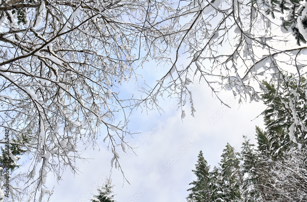 Treetops and spruce in winter forest covered in snow on background blue cloudy sky Treetops and spruce in winter forest covered in snow on background blue cloudy sky
