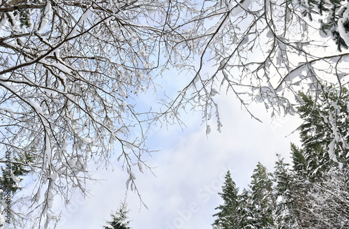 Treetops and spruce in winter forest covered in snow on background blue cloudy sky