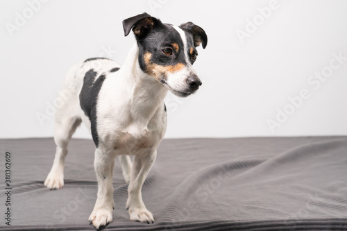 Young brown, black and white Jack Russell Terrier posing in a studio, the dog looks to the right, copy space
