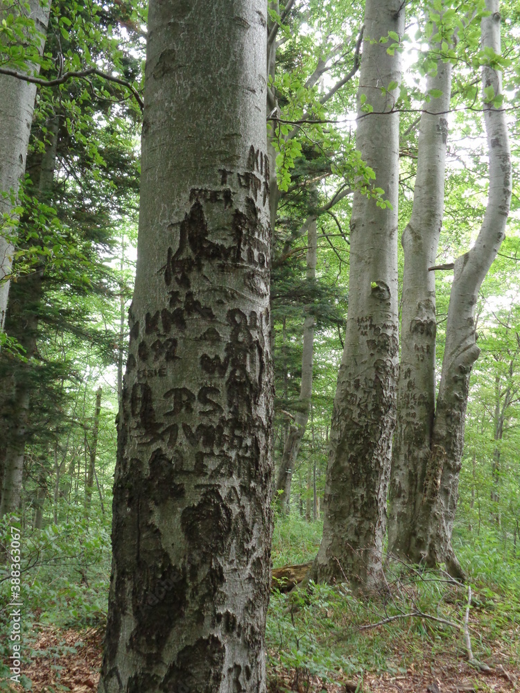 Bieszczady National Park Bieszczady National Park