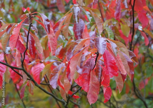 Red leaves of Franklinia tree changing colors in the Fall photo