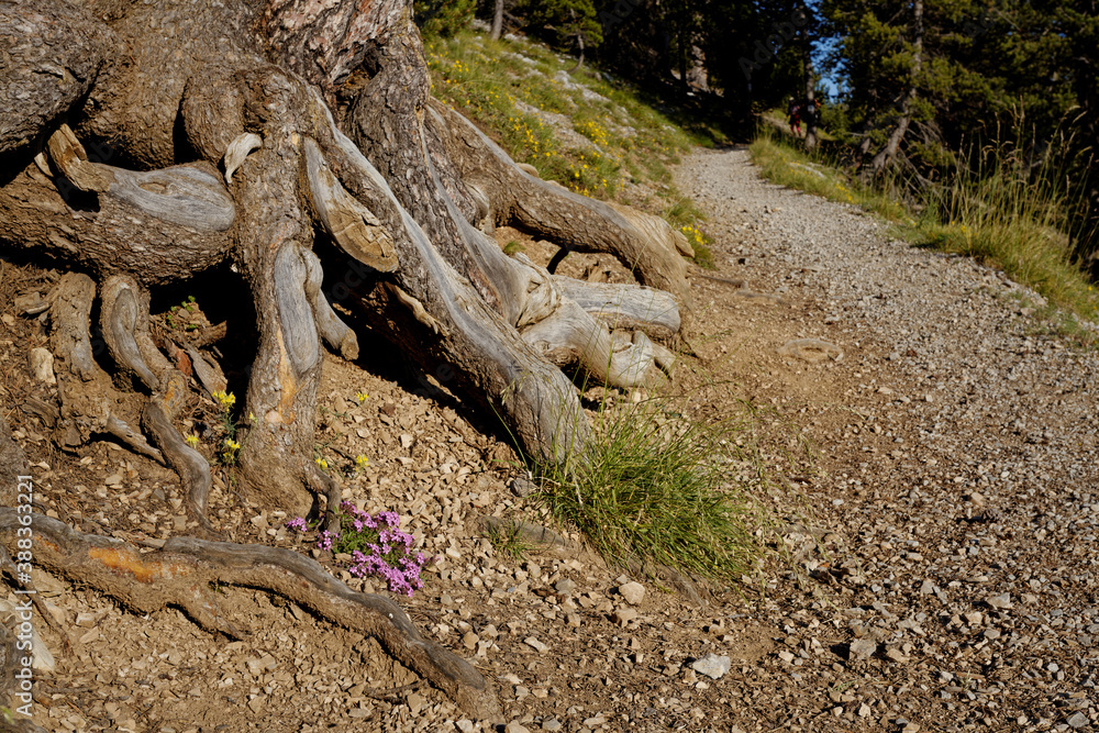 Bare roots of tree and little blooming flowers next to tourist trail path in Alps, France, Europe. Bare roots of tree and little blooming flowers next to tourist trail path in Alps, France, Europe.