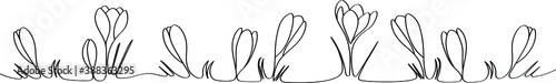 Crocuses - vector one line drawing for web design. Beautiful flower arrangement for splash decoration.