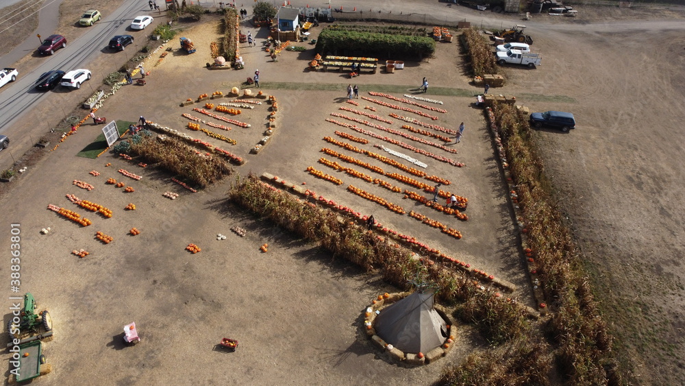Pumpkin patch from the sky