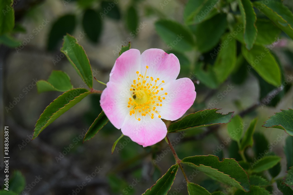 Obraz premium Wild rose bush with light pink blossom. Dog rose, Rosa canina light pink flowers in bloom on branches, beautiful wild flowering shrub. Fresh green leaves of the bush in the background