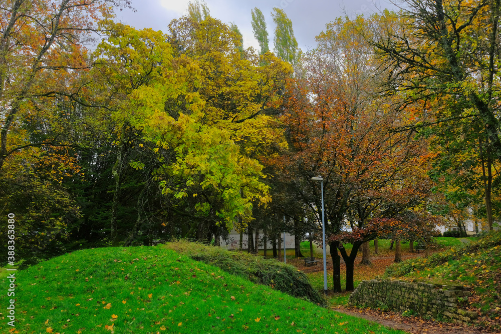 Naklejka premium arbres dans un parc en automne