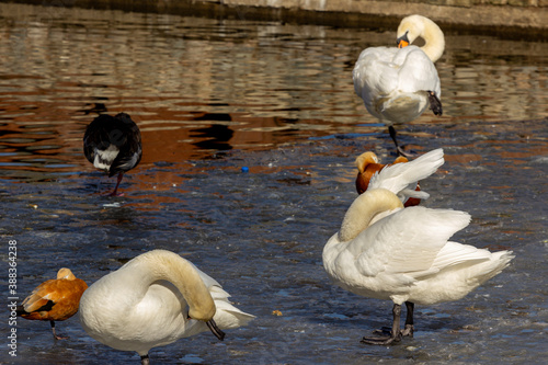 The mute swan (Cygnus olor) - a species of swan and a member of the waterfowl family Anatidae. Birds of Eurosiberia, and (as a rare winter visitor) the far north of Africa on the winter pond. photo