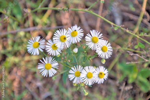 daisies in a meadow