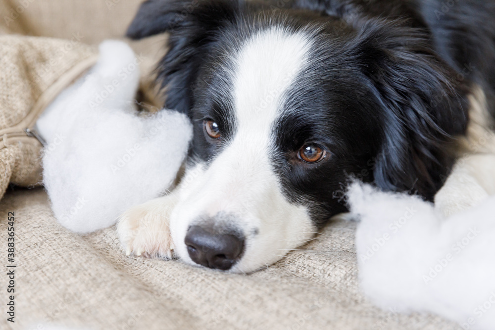 Naughty playful puppy dog border collie after mischief biting pillow lying on couch at home. Guilty dog and destroyed living room. Damage messy home and puppy with funny guilty look.