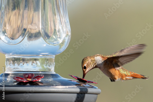 Foto Closeup image of one Rufous hummingbird eating while hovering at a feeder