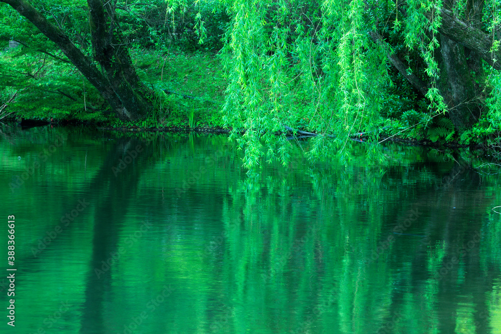 Obraz premium 金鱗湖の湖面