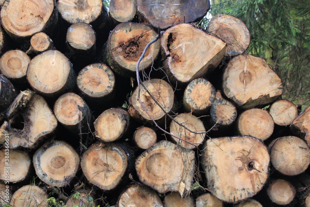 stack of firewood