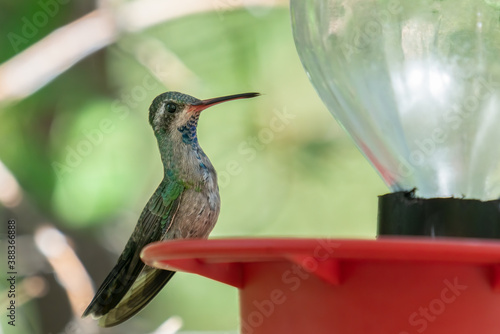 Closeup of a female broad-billed hummingbird perched at a feeder in the forest photo