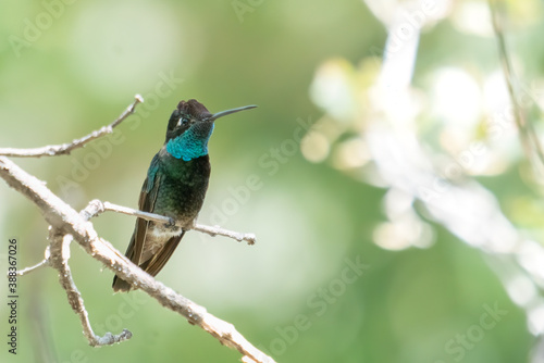 Closeup image of one male Rivoli's hummingbird perched on a slender branch