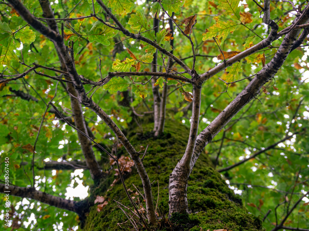 Oak branches and leaves on the top Oak branches and leaves on the top