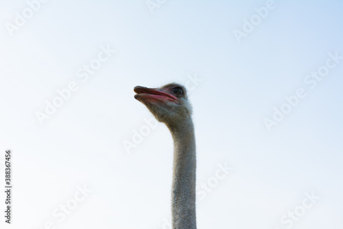 Funny ostrich on a farm in a summer.