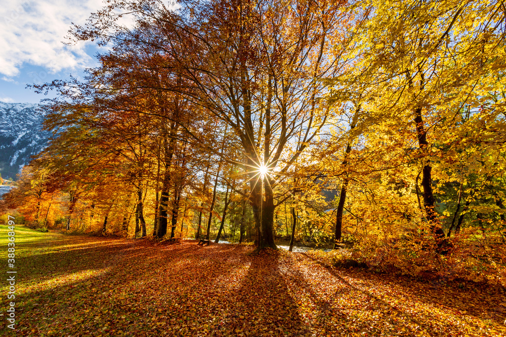 Herbst - Sonne - Bäume - Weg - bunt