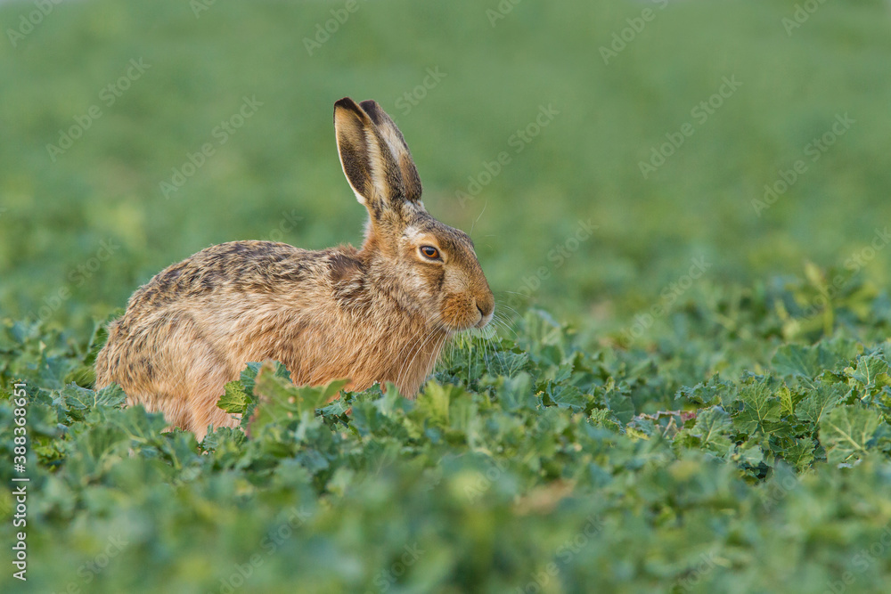 Fototapeta premium European brown hare (Lepus europaeus)