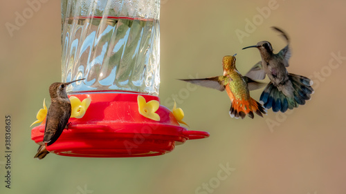 Canvas-taulu Closeup image of an incoming hummingbird challenged by two hummers already at a