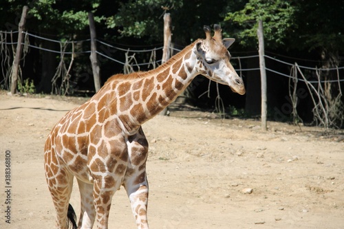 giraffe in the zoo