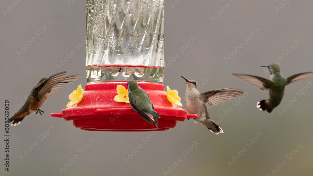 Obraz premium Four hummingbirds sharing one feeder