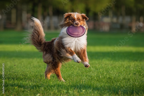 Aussie dog catches frisbee disc. Pet playing outdoors in a park. Australian Shepherd breed.