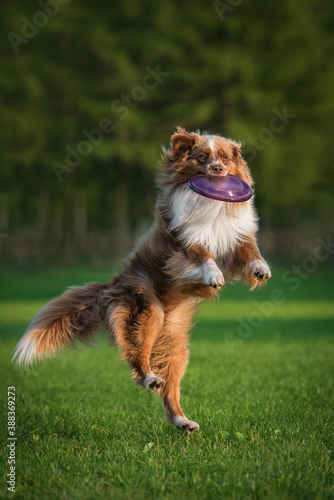 Aussie dog catches flying frisbee disc in the air. Pet playing outdoors in a park. Australian Shepherd breed.