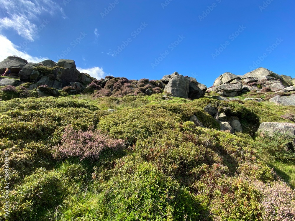 Heather, gorse, and wild grasses, near the Cow and Calf rocks, set against a vivid blue sky in, Ilkley, Yorkshire, UK