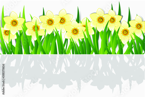 Spring banner with daffodils.