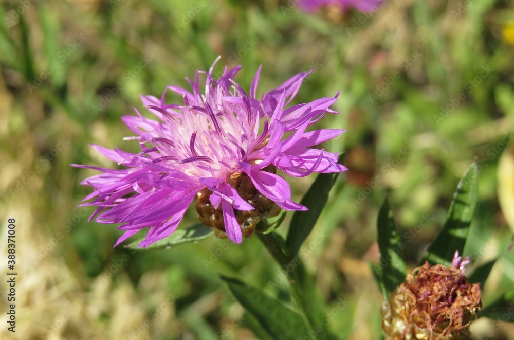 Purple centaurea flower in the meadow, closeup Purple centaurea flower in the meadow, closeup