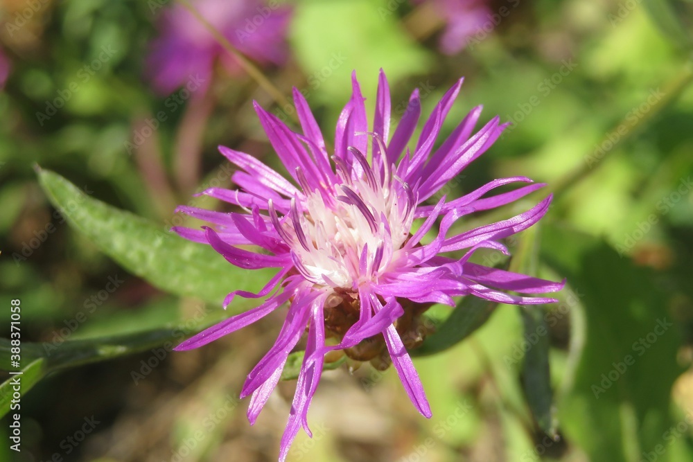 Purple centaurea flower in the meadow, closeup Purple centaurea flower in the meadow, closeup